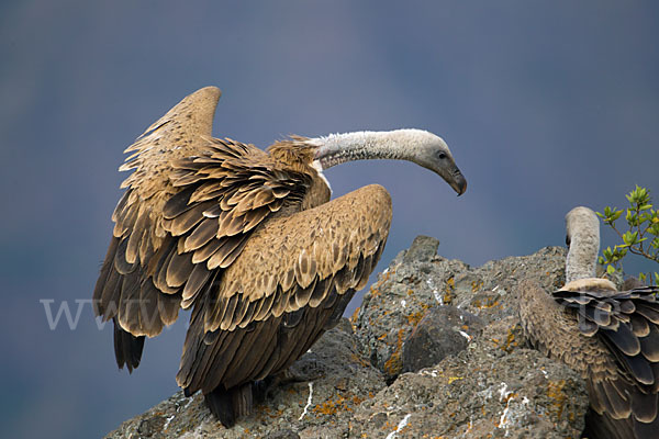 Sperbergeier sspec. (Gyps rüppellii erlangeri)