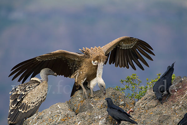 Sperbergeier sspec. (Gyps rüppellii erlangeri)