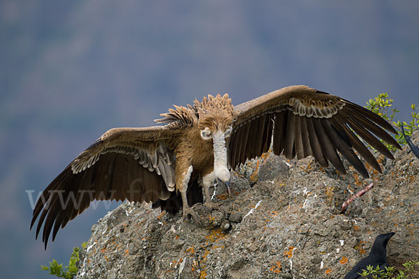 Sperbergeier sspec. (Gyps rüppellii erlangeri)