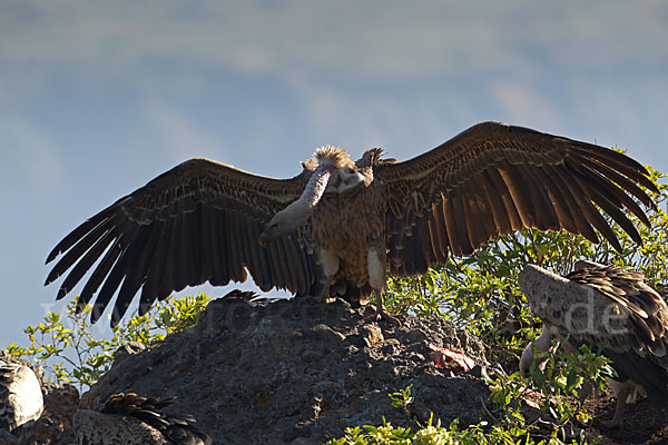 Sperbergeier sspec. (Gyps rüppellii erlangeri)