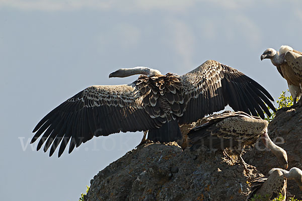 Sperbergeier sspec. (Gyps rüppellii erlangeri)