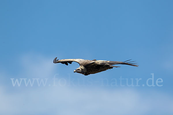 Sperbergeier sspec. (Gyps rüppellii erlangeri)