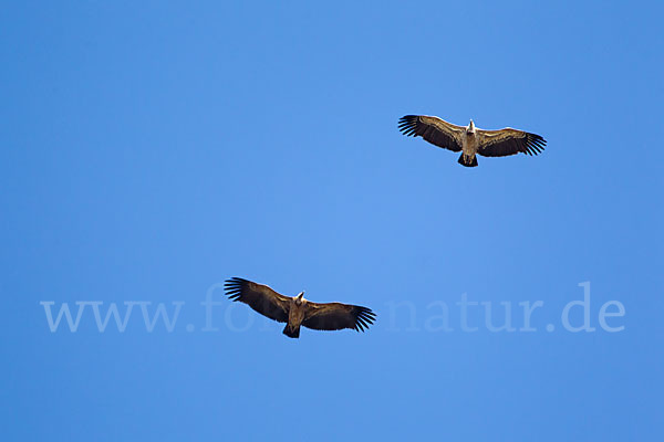 Sperbergeier sspec. (Gyps rüppellii erlangeri)