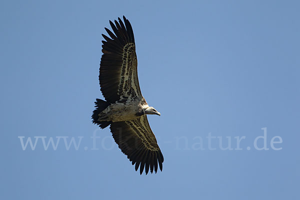 Sperbergeier sspec. (Gyps rüppellii erlangeri)