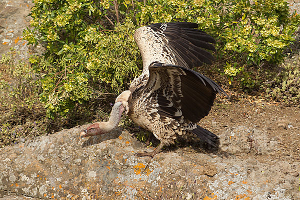 Sperbergeier sspec. (Gyps rüppellii erlangeri)