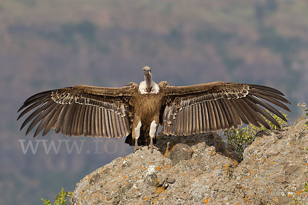 Sperbergeier sspec. (Gyps rüppellii erlangeri)