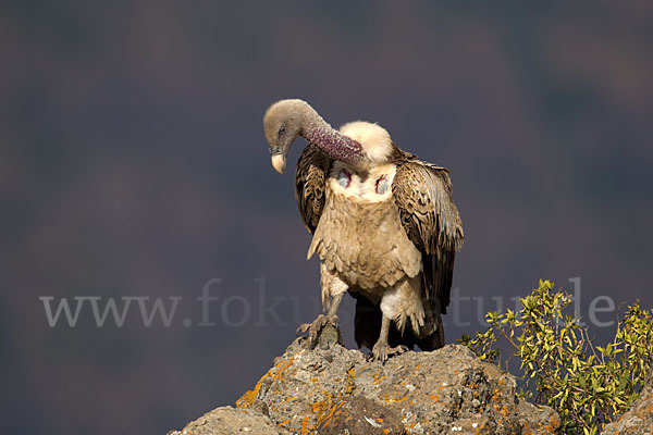 Sperbergeier sspec. (Gyps rüppellii erlangeri)