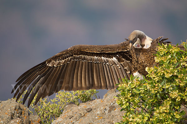 Sperbergeier sspec. (Gyps rüppellii erlangeri)