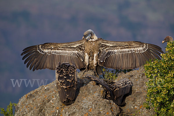 Sperbergeier sspec. (Gyps rüppellii erlangeri)