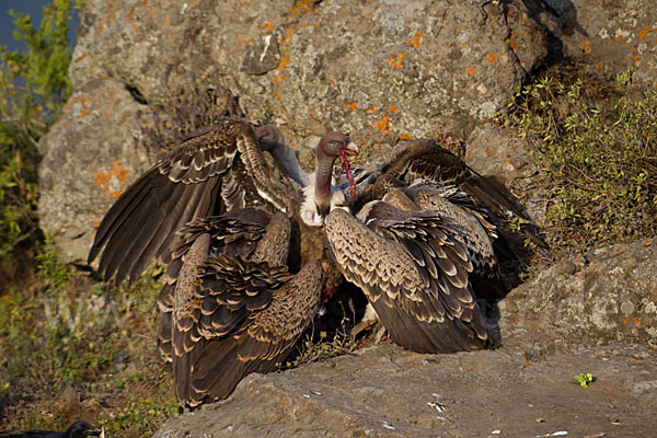 Sperbergeier sspec. (Gyps rüppellii erlangeri)