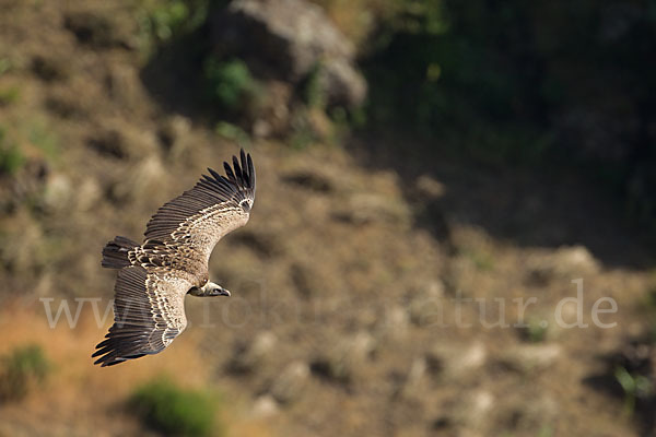 Sperbergeier sspec. (Gyps rüppellii erlangeri)