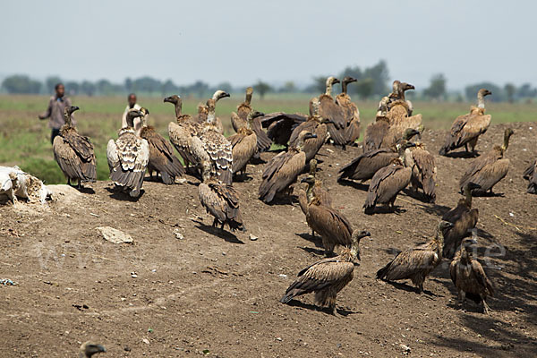 Sperbergeier sspec. (Gyps rüppellii erlangeri)