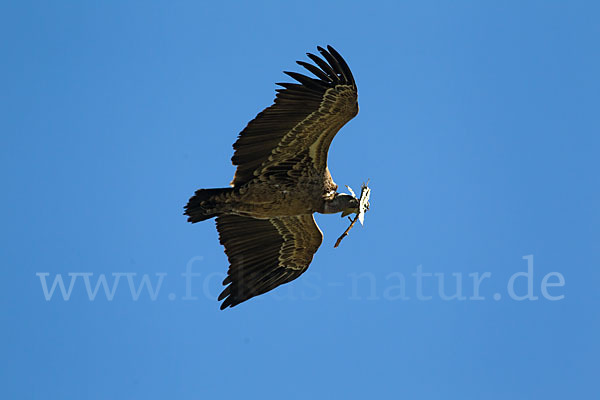 Sperbergeier sspec. (Gyps rüppellii erlangeri)