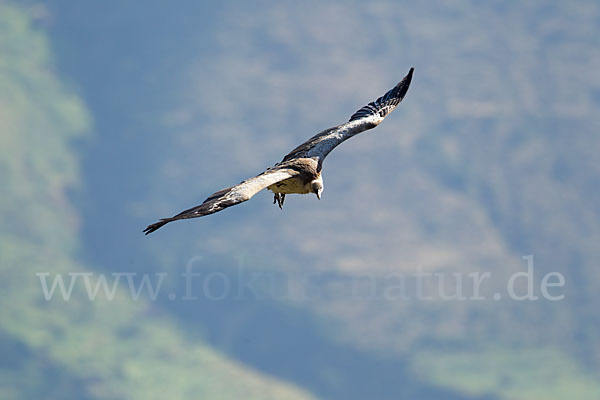 Sperbergeier sspec. (Gyps rüppellii erlangeri)