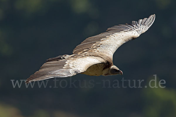 Sperbergeier sspec. (Gyps rüppellii erlangeri)