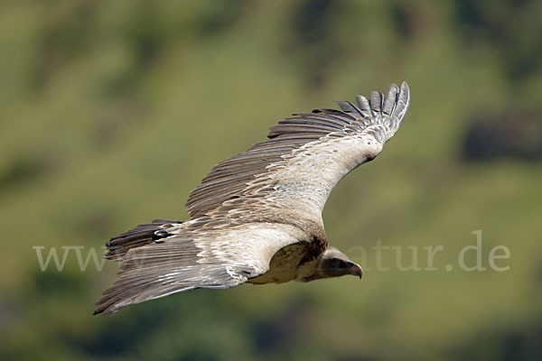 Sperbergeier sspec. (Gyps rüppellii erlangeri)