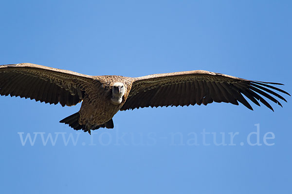 Sperbergeier sspec. (Gyps rüppellii erlangeri)