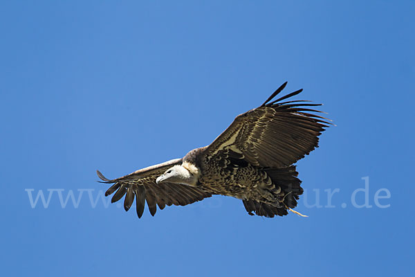 Sperbergeier sspec. (Gyps rüppellii erlangeri)