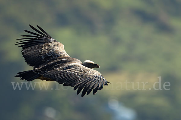 Sperbergeier sspec. (Gyps rüppellii erlangeri)