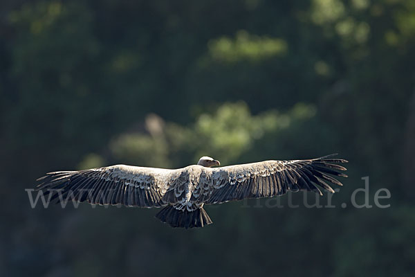 Sperbergeier sspec. (Gyps rüppellii erlangeri)