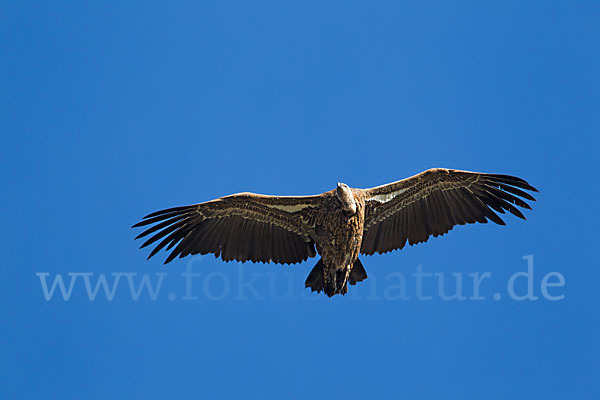 Sperbergeier sspec. (Gyps rüppellii erlangeri)