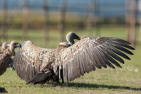 Sperbergeier sspec. (Gyps rüppellii erlangeri)