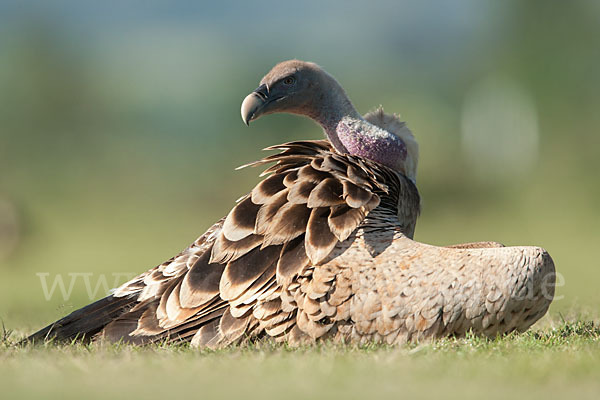 Sperbergeier sspec. (Gyps rüppellii erlangeri)