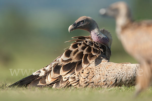 Sperbergeier sspec. (Gyps rüppellii erlangeri)