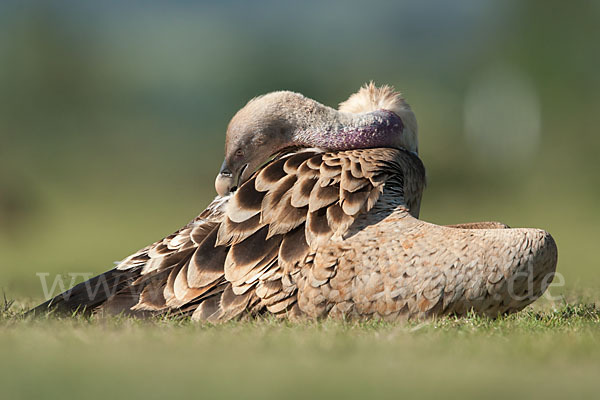 Sperbergeier sspec. (Gyps rüppellii erlangeri)