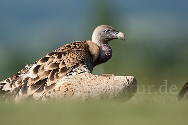 Sperbergeier sspec. (Gyps rüppellii erlangeri)