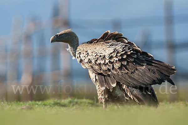 Sperbergeier sspec. (Gyps rüppellii erlangeri)