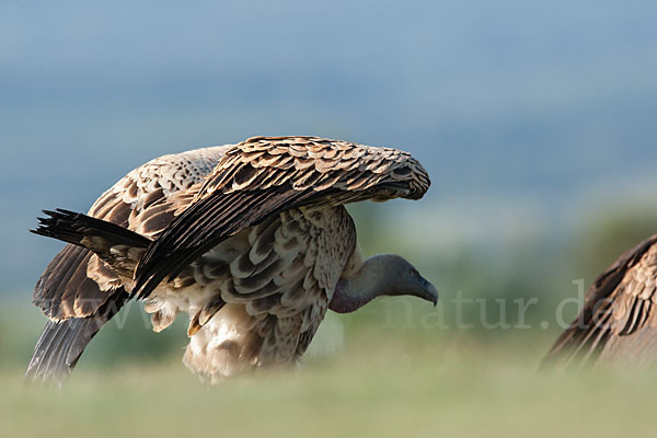 Sperbergeier sspec. (Gyps rüppellii erlangeri)