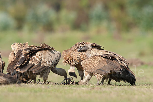 Sperbergeier sspec. (Gyps rüppellii erlangeri)