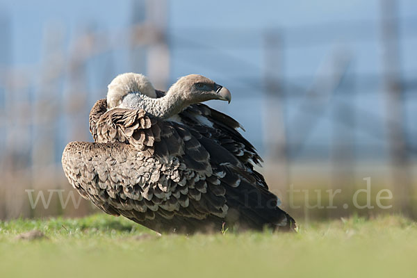 Sperbergeier sspec. (Gyps rüppellii erlangeri)