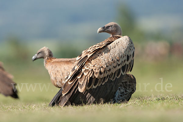 Sperbergeier sspec. (Gyps rüppellii erlangeri)