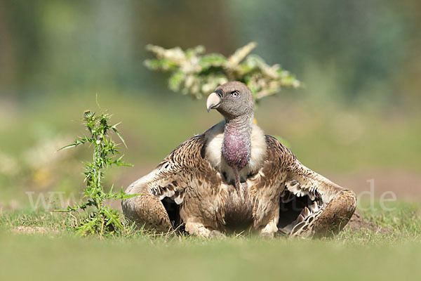 Sperbergeier sspec. (Gyps rüppellii erlangeri)