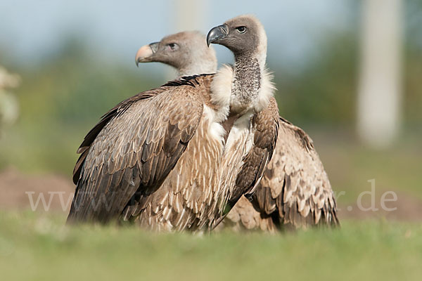 Sperbergeier sspec. (Gyps rüppellii erlangeri)