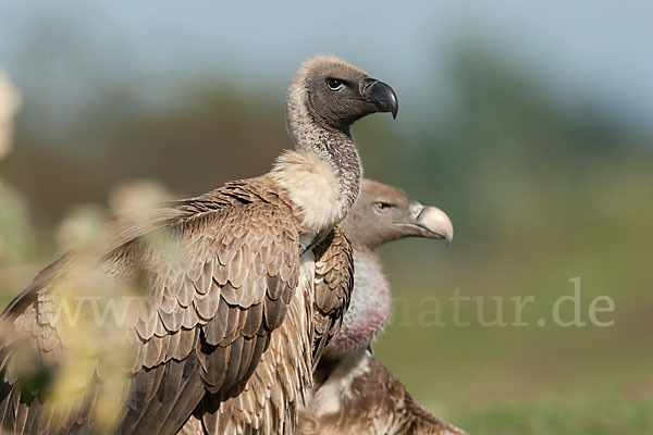 Sperbergeier sspec. (Gyps rüppellii erlangeri)