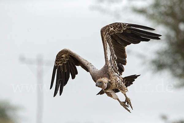 Sperbergeier sspec. (Gyps rüppellii erlangeri)