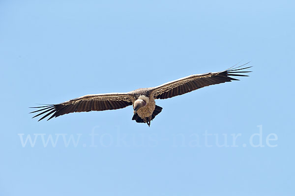 Sperbergeier sspec. (Gyps rüppellii erlangeri)