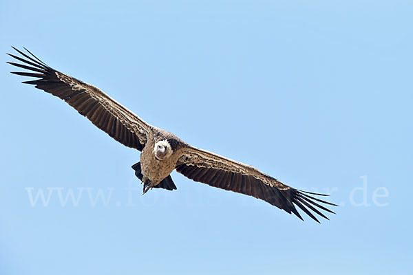 Sperbergeier sspec. (Gyps rüppellii erlangeri)