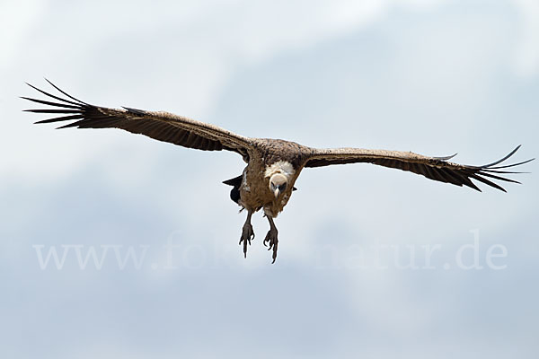 Sperbergeier sspec. (Gyps rüppellii erlangeri)