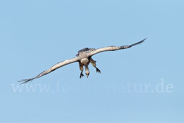 Sperbergeier sspec. (Gyps rüppellii erlangeri)