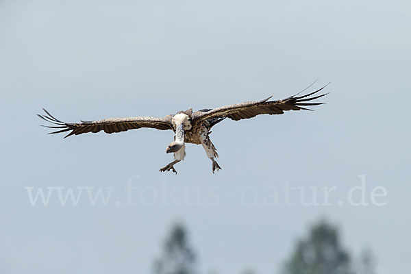 Sperbergeier sspec. (Gyps rüppellii erlangeri)