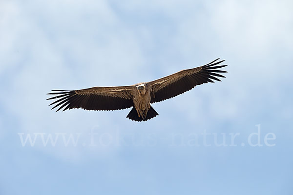 Sperbergeier sspec. (Gyps rüppellii erlangeri)