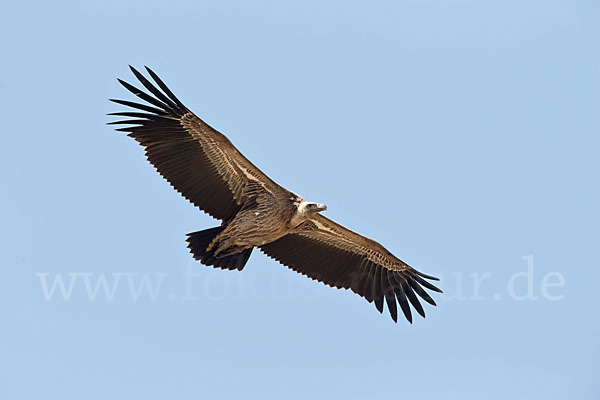 Sperbergeier sspec. (Gyps rüppellii erlangeri)