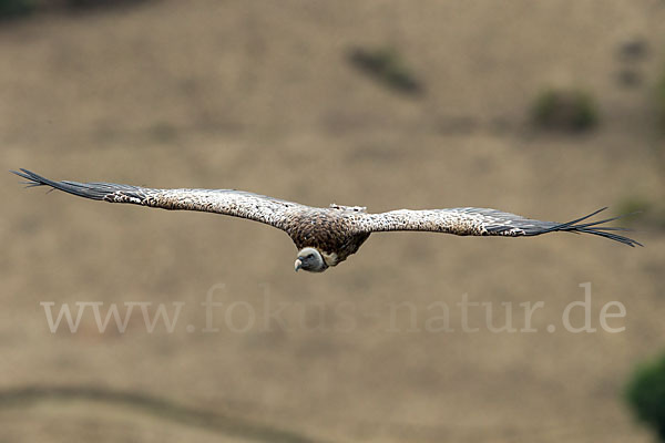 Sperbergeier sspec. (Gyps rüppellii erlangeri)