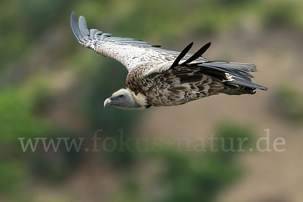 Sperbergeier sspec. (Gyps rüppellii erlangeri)