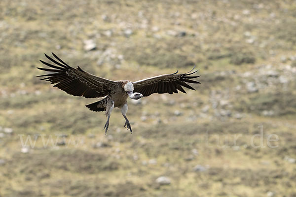 Sperbergeier sspec. (Gyps rüppellii erlangeri)