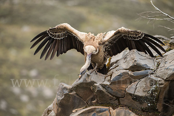 Sperbergeier sspec. (Gyps rüppellii erlangeri)